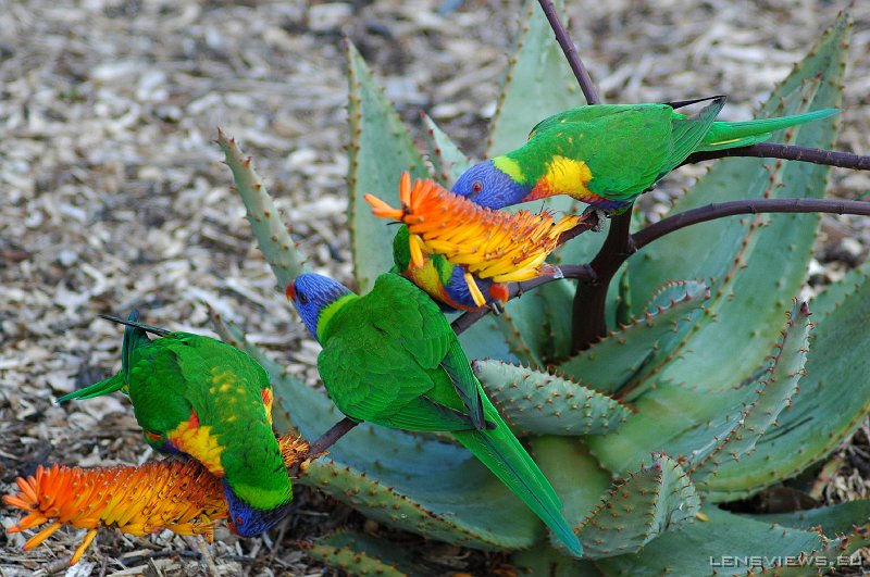 Rainbow Lorikeet 109 
